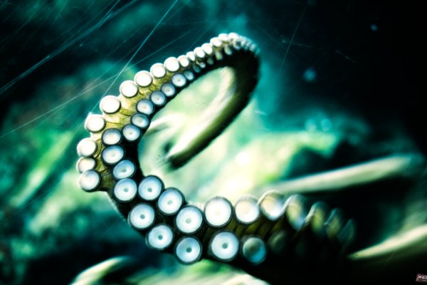 Кракен даркнет kraken link24 info