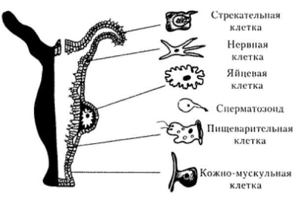 Как зайти на кракен с айфона
