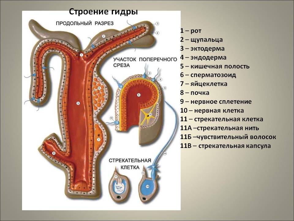 Kraken это современный маркетплейс